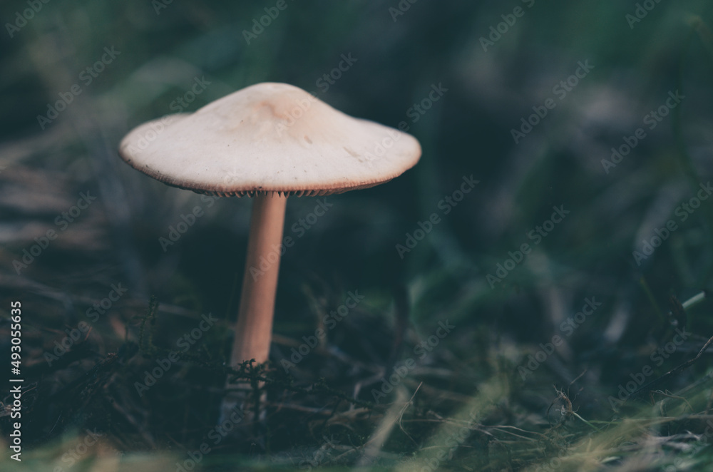 Fototapeta premium mushroom in the grass