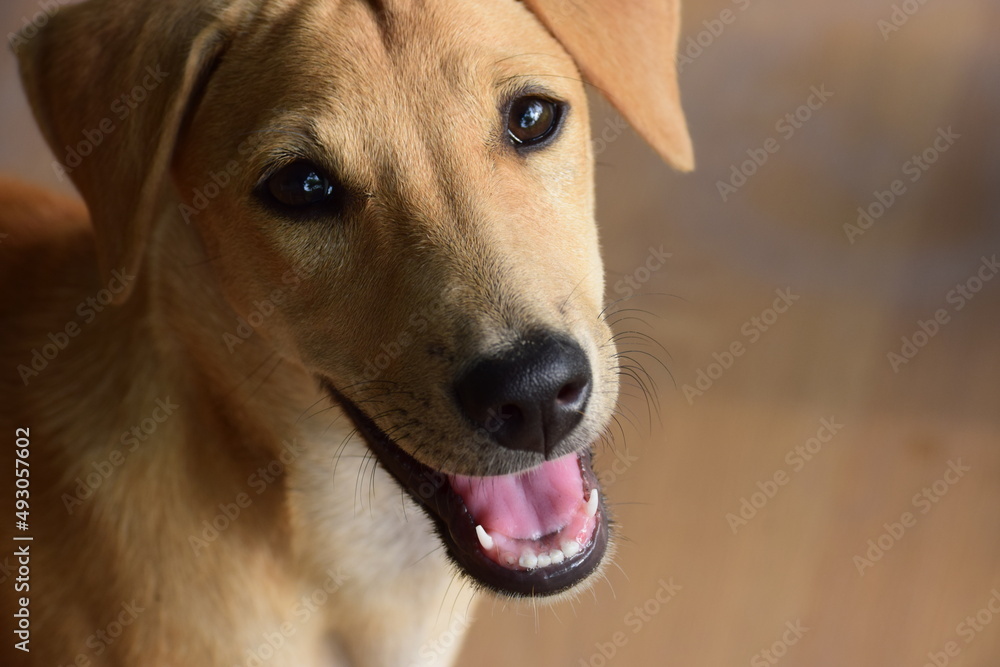 Closeup view of cute dogs face (my cute puppy dog innocently looking at me, human hand on dogs head, closeup view of little puppy, black nose of pet, yellow dog, yellowish puppy my best friend lover )