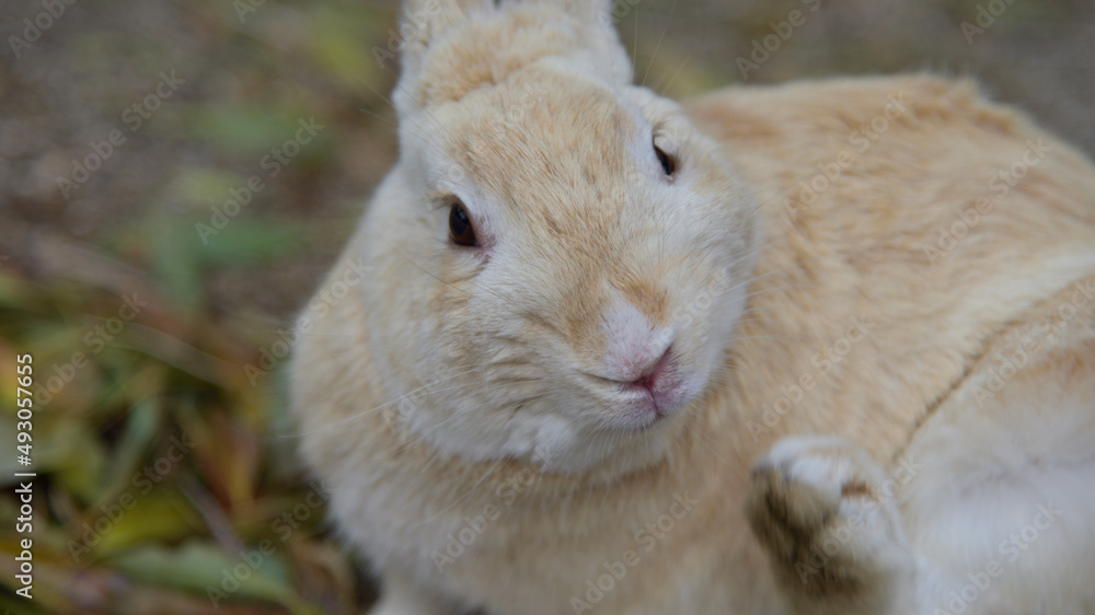 うさぎ うさぎ