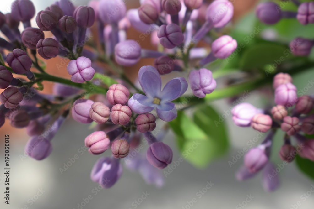 Big lilac branch bloom. Bright blooms of spring lilacs bush. Spring blue lilac flowers close-up on blurred background. Bouquet of purple flowers