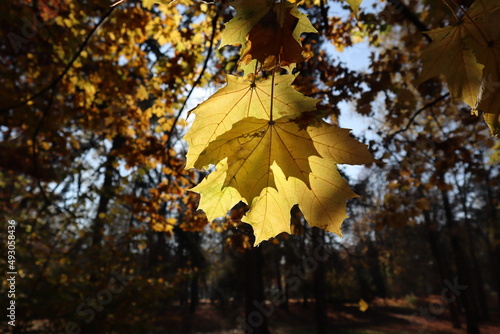 leaves in autumn