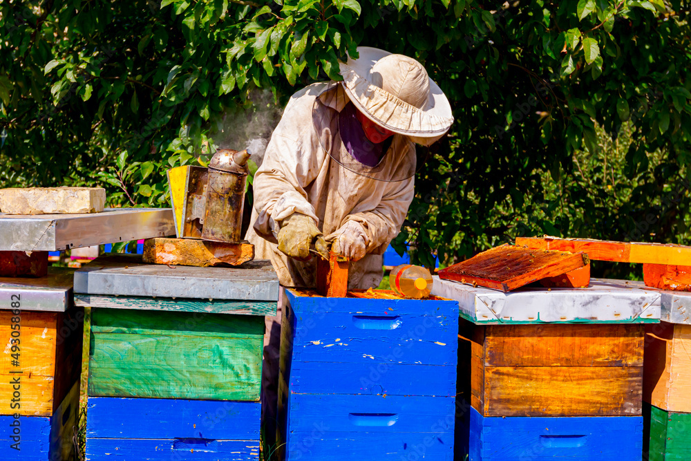 Apiarist, beekeeper is checking bees on honeycomb wooden frame Apiarist, beekeeper is checking bees on honeycomb wooden frame