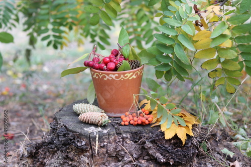 berries in a bucket