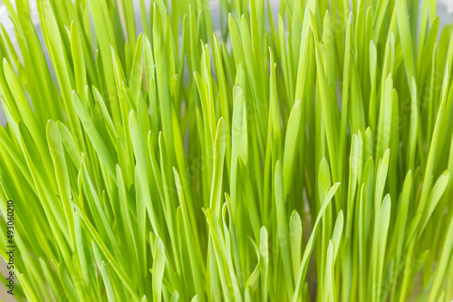 Fresh green grass, close-up. An element of home decor. Animal feed. A symbol of growth and ecology.