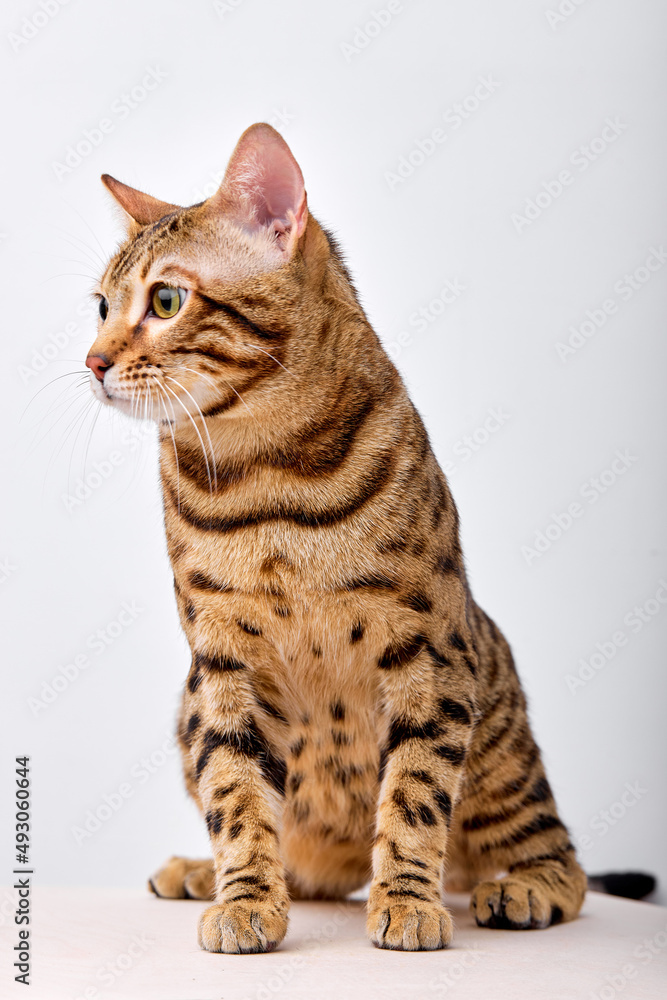 portrait Bengal cat on white background sits quietly and looks at side with interest. copy space for advertisement. beautiful domestic animal cat