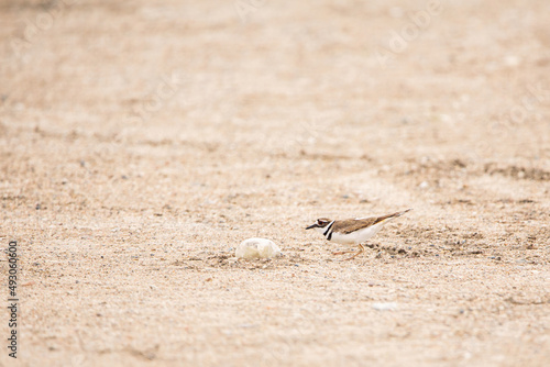 A killdeer running across gravel to camouflage itself in summer
