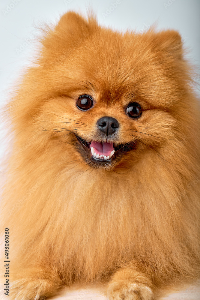 Pomeranian spitz Dog on Isolated White Studio Background, portrait copy space. fluffy cute domestic animal is looking funny and joyful playful