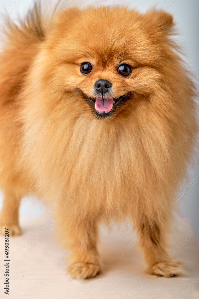 Fluffy Cute brown Pomeranian Spitz Dog Standing isolated on white Background in Front view, beautiful lovely domestic animal posing at camera, need attention Fluffy Cute brown Pomeranian Spitz Dog Standing isolated on white Background in Front view, beautiful lovely domestic animal posing at camera, need attention
