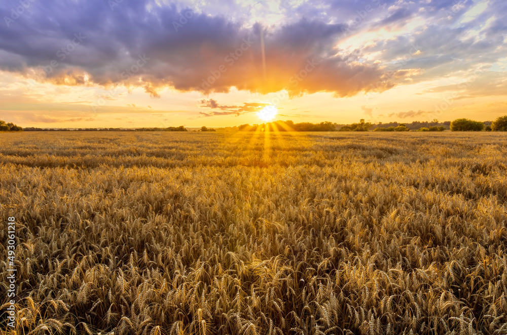Obraz premium Amazing view at beautiful summer golden wheaten field with beautiful sunny sky on background, rows leading far away, valley landscape