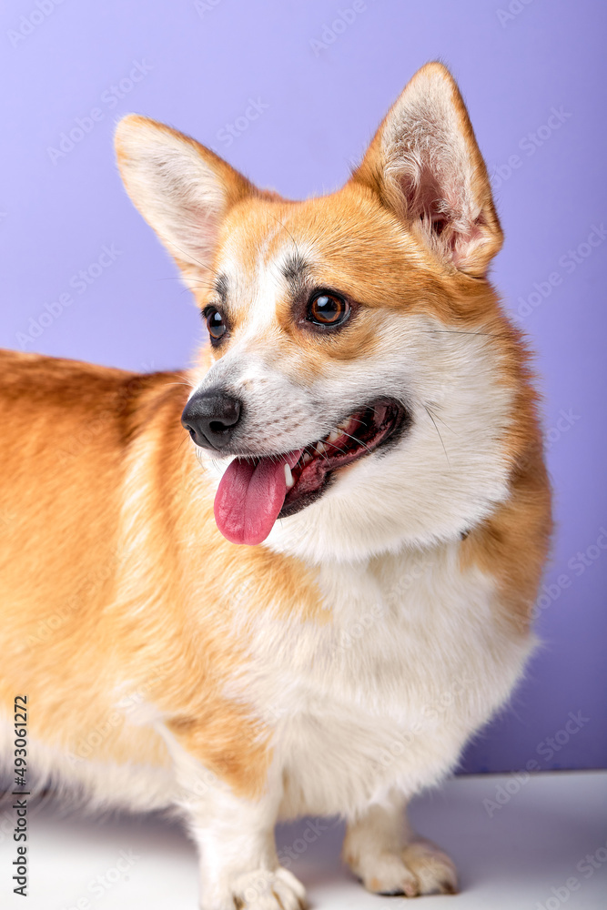 Curious funny pet breed welsh corgi pembroke looking at side with opened mouth, exploring the place, isolated on purple studio background
