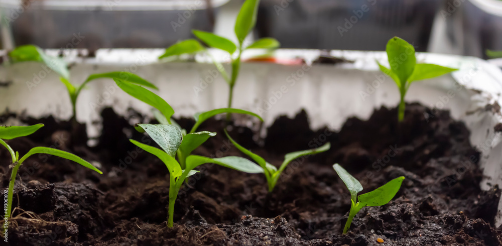 Seedlings of tomatoes and peppers on the windowsill at home Seedlings of tomatoes and peppers on the windowsill at home