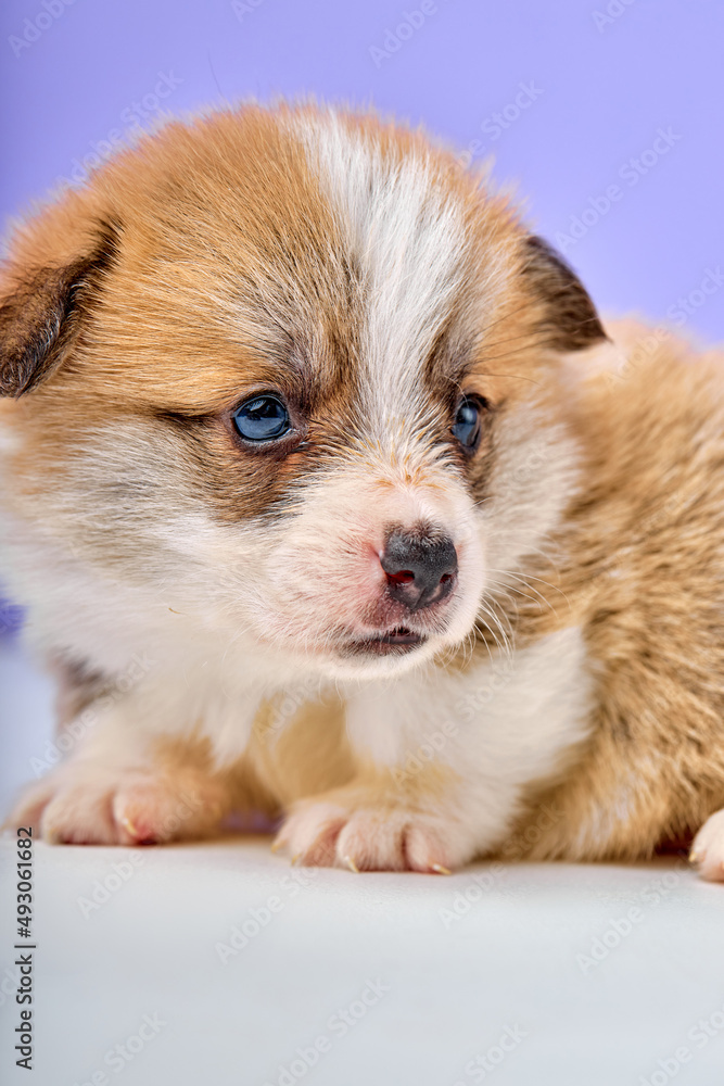 Cute puppy welsh corgi Pembroke on purple studio background copy space, alone, posing, looking with interest, exploring new place. close-up portrait Cute puppy welsh corgi Pembroke on purple studio background copy space, alone, posing, looking with interest, exploring new place. close-up portrait