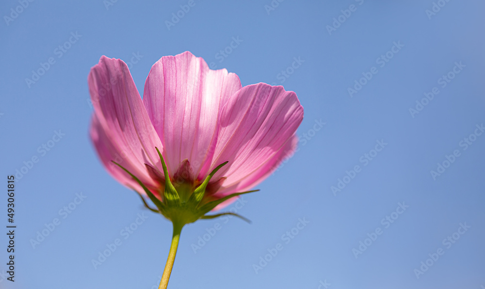 single cosmos flower pointing into a blue sky single cosmos flower pointing into a blue sky