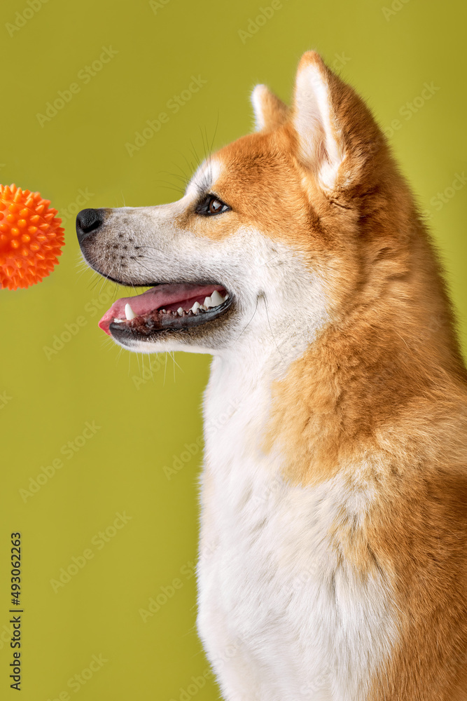 Side View Portrait Of Cute Akita Inu Dog With red Ginger Fur Playing With Toy Ball In Studio On Green Background, Looking At Side. Copy space for ad, Animals, Pets, Dogs Concept