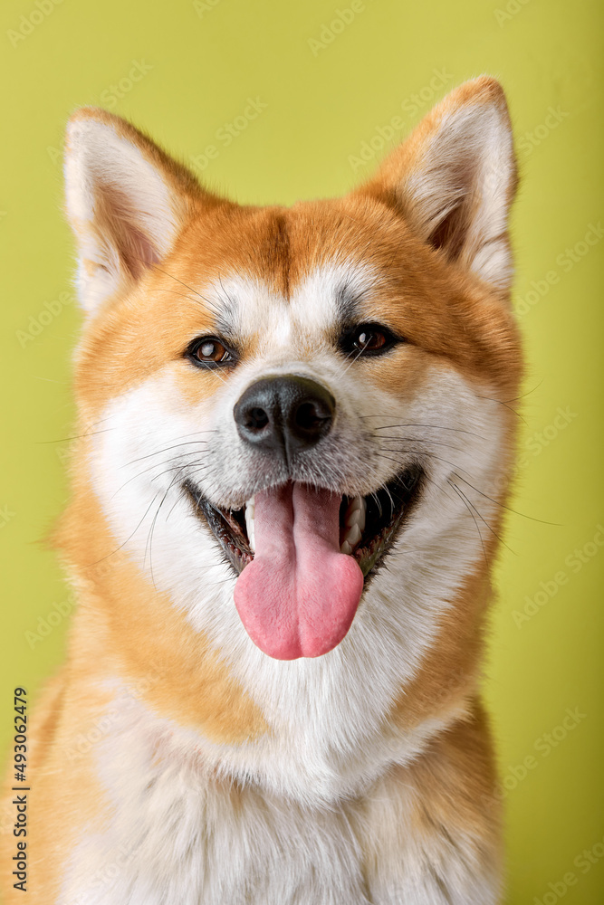 Close-up Portrait of beautiful Akita inu dog standing isolated in studio on green background. Happy japanese shiba inu dog, copy space. pets, animals concept