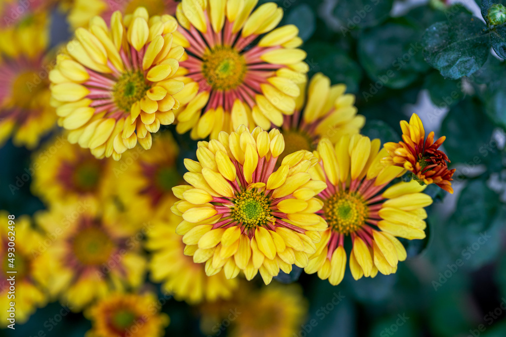 A beautiful blooming yellow medallion chrysanthemum A beautiful blooming yellow medallion chrysanthemum