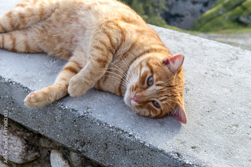Friendly, redhead, homeless cat close-up © TETYANA