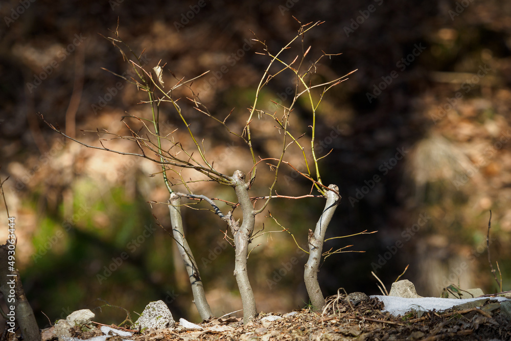 Three young beeches without leaves after cutting the trunk. Three young beeches without leaves after cutting the trunk.