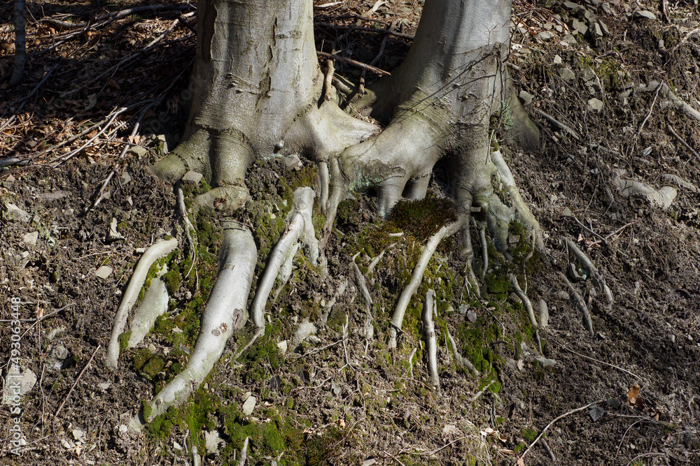 The protruding roots of a beech tree in the forest. The protruding roots of a beech tree in the forest.