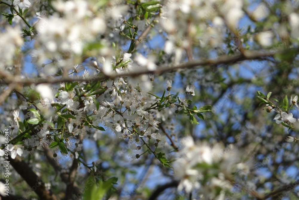 blossoming tree in spring