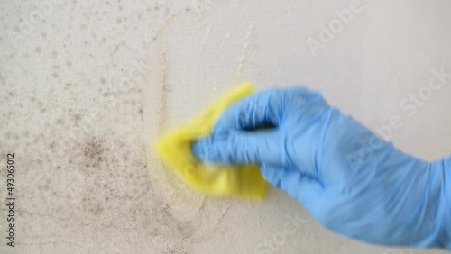 Close-up of woman's hand in blue gloves cleaning mold from wall. Removal of black mold in liven house