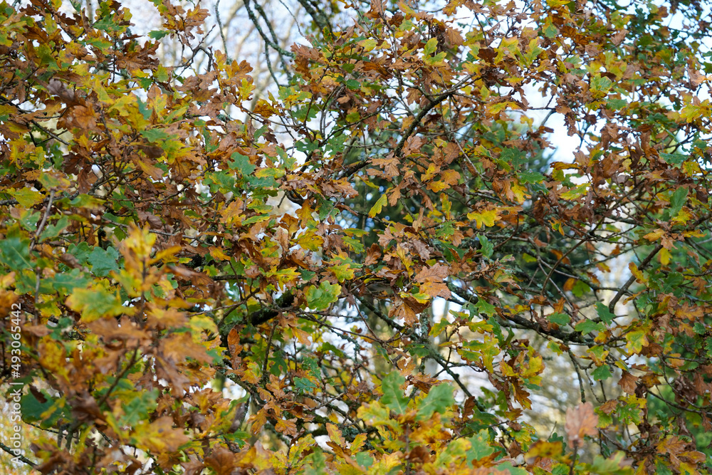 Oak leaves turning colour in the autumn fall Oak leaves turning colour in the autumn fall