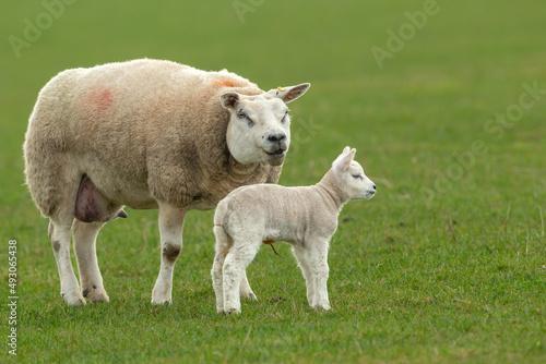Close up of a fine Texel ewe or female sheep with her newborn lamb standing in a green meadow in early Spring Clean, green background. North Yorkshire. Copy Space. Horizontal.
