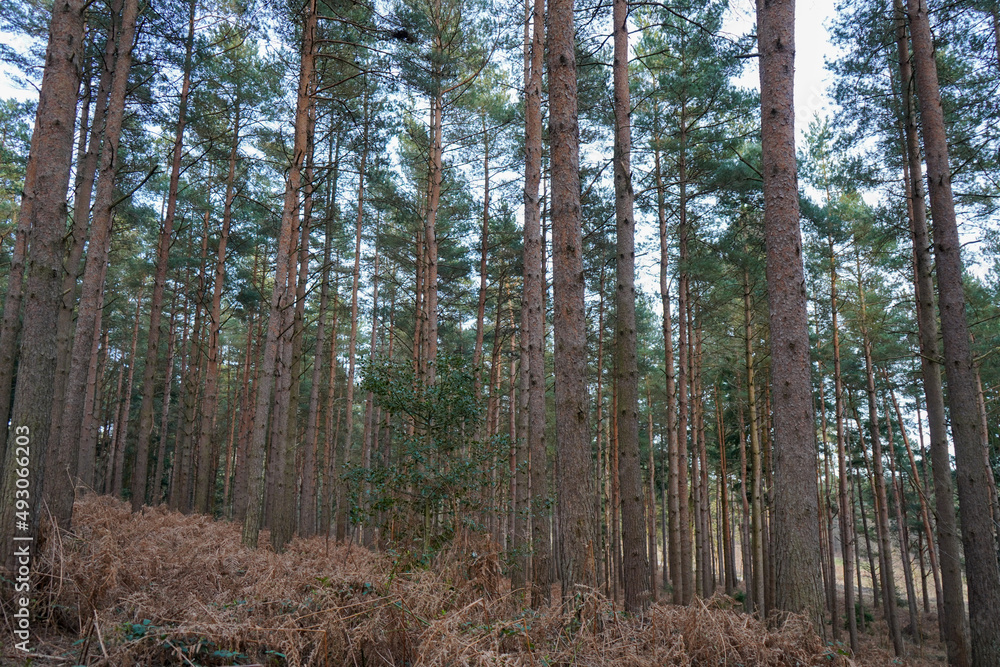 Obraz premium Looking in to large pine tree forest tree trunks 