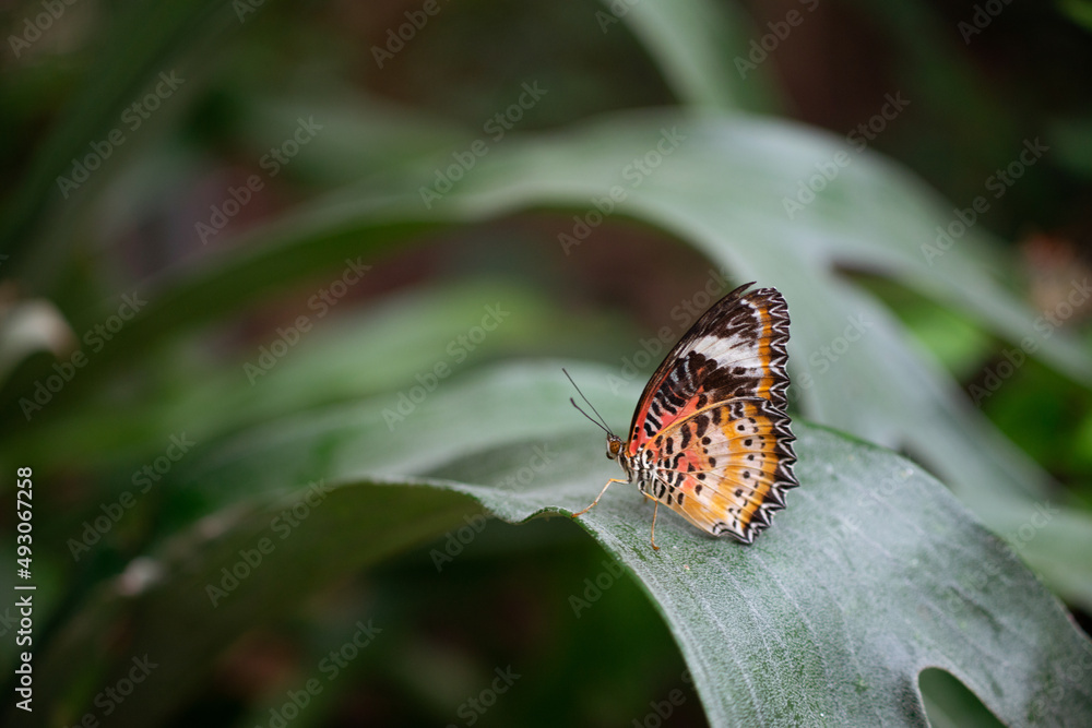Lacewing Butterfly Sitting On Leaf In Texas