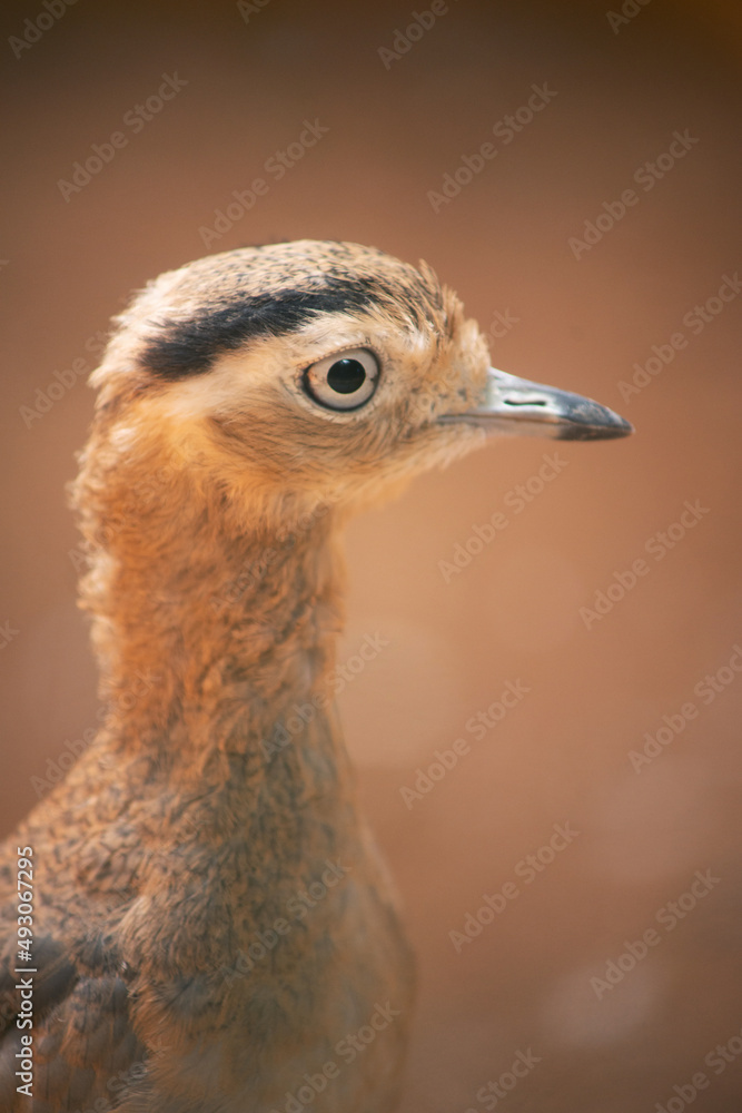 Peruvian Thick-Knee Bird From Chile, Ecuador, And Peru Peruvian Thick-Knee Bird From Chile, Ecuador, And Peru