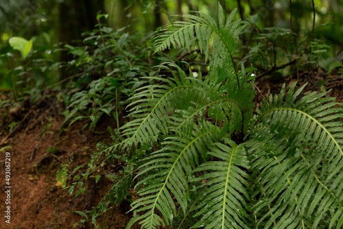 Broto de samambaia e samambaias de todos os tamanhos e colorações. As samambaias, ou fetos, são vegetais vasculares membros do táxon das pteridófitas. photo