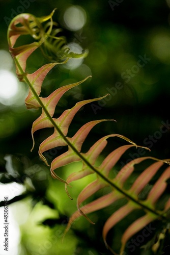 Broto de samambaia e samambaias de todos os tamanhos e colorações. As samambaias, ou fetos, são vegetais vasculares membros do táxon das pteridófitas. photo