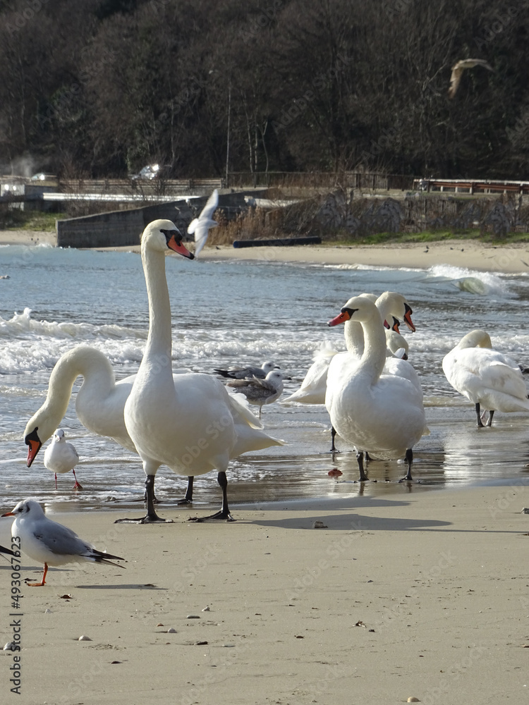 Beautiful swan birds at sunset in the Black Sea Beautiful swan birds at sunset in the Black Sea