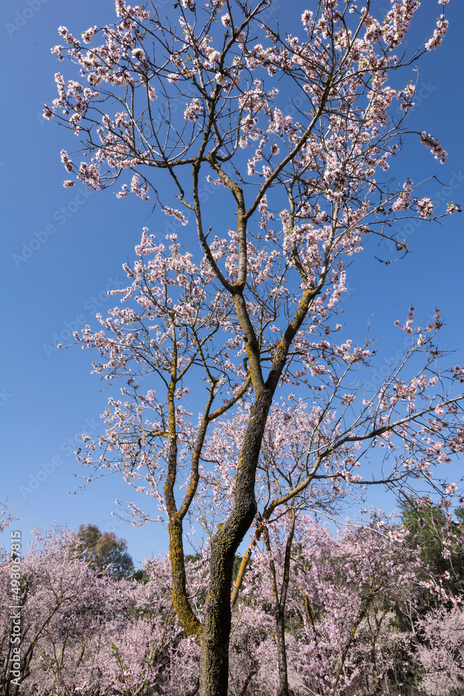Tree in bloom. Almond tree. Qinta de los Molinos. Madrid. Springtime Tree in bloom. Almond tree. Qinta de los Molinos. Madrid. Springtime