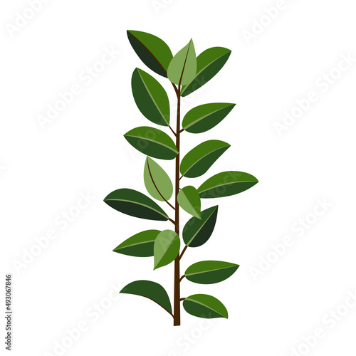 Houseplant ficus rubber for interior decoration. Vector illustration of home flowers. Trendy home decor with plants  urban jungle.