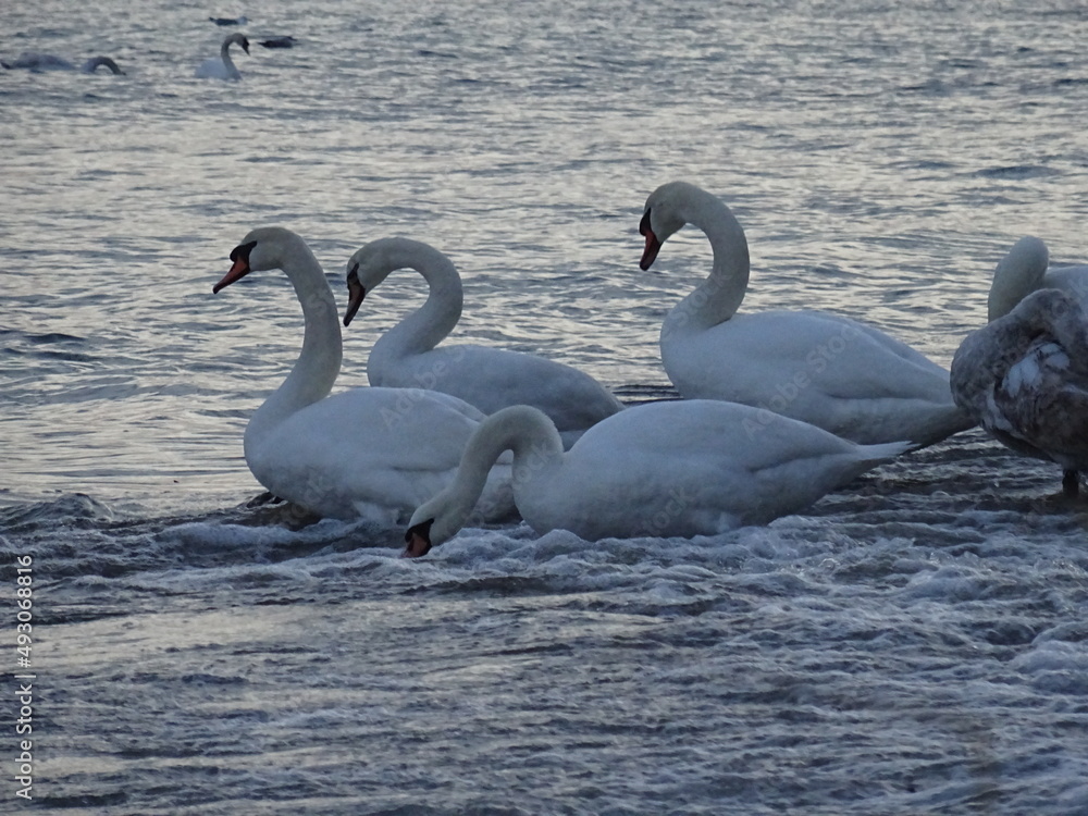 Fototapeta premium Beautiful swan birds at sunset in the Black Sea