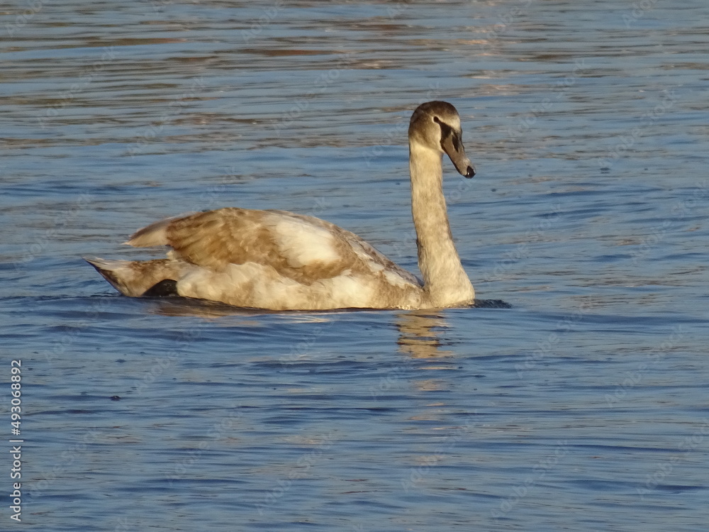 Beautiful swan birds at sunset in the Black Sea Beautiful swan birds at sunset in the Black Sea