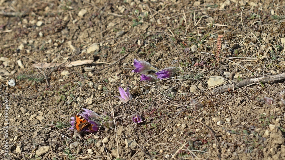 Kleiner Fuchs (Aglais urticae) auf Gemeiner Küchenschelle (Pulsatilla vulgaris) Kleiner Fuchs (Aglais urticae) auf Gemeiner Küchenschelle (Pulsatilla vulgaris)