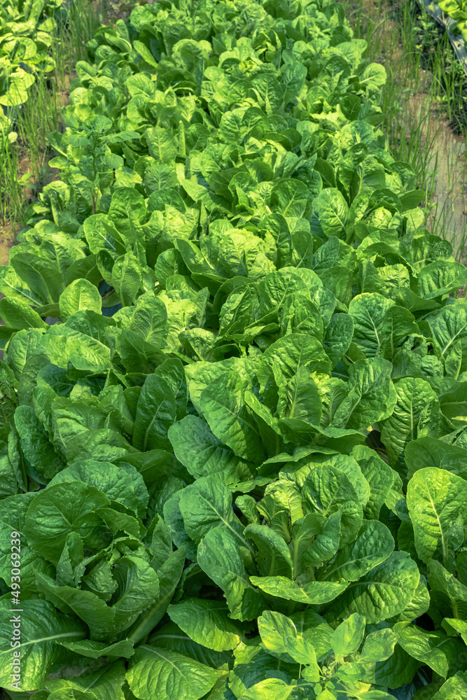 Green lettuce in the garden Green lettuce in the garden