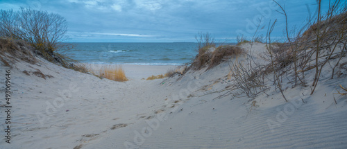 forest on the coast of the Baltic Sea on a cloudy day in autumn