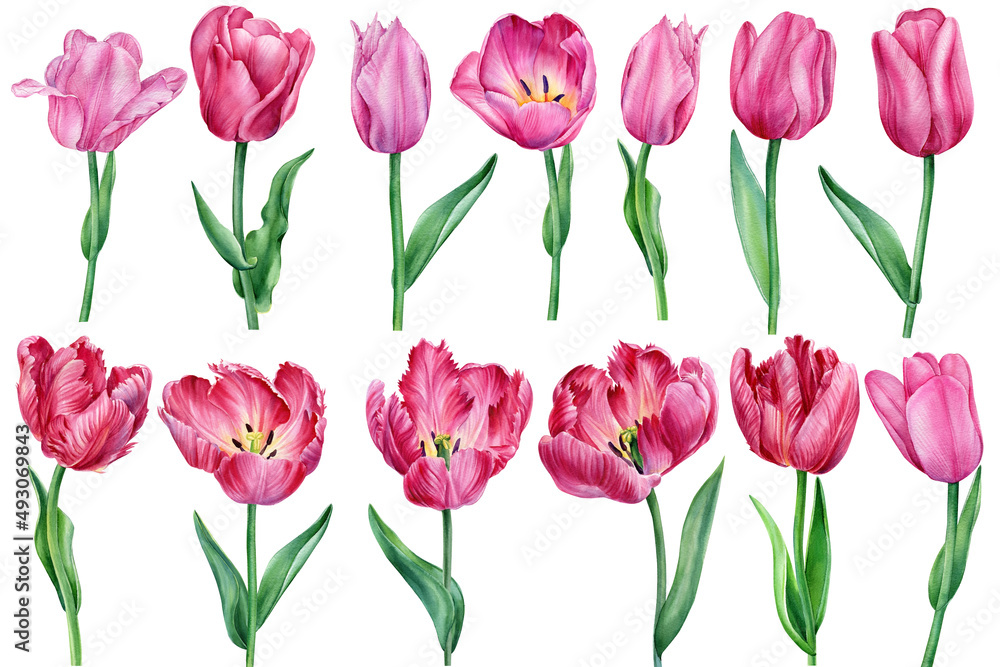 Set flowers, tulips on a white background, watercolor illustration, botanical painting. Flora design Set flowers, tulips on a white background, watercolor illustration, botanical painting. Flora design