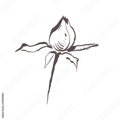 one stylized rose Bud on a short stem hand drawn sketch in black lines on a white background