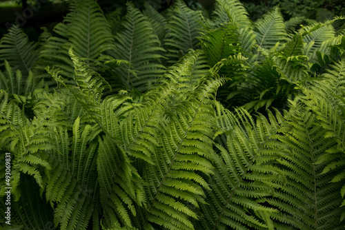 Thick green fern foliage in soft light