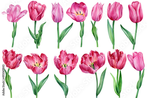 Fototapeta Naklejka Na Ścianę i Meble -  Set flowers, tulips on a white background, watercolor illustration, botanical painting. Flora design