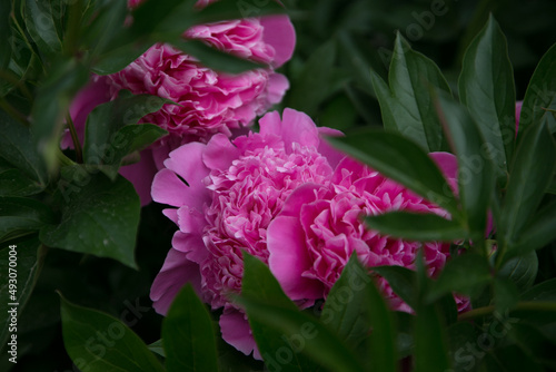 Pink peony flowers blossoming hidden in green foliage