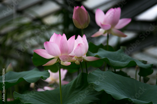 Pink lotus flowers blooming in green leaves