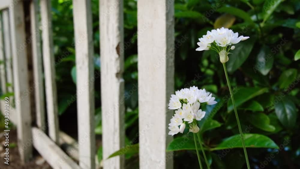 Awesome white flowers between white wooden fences in slow motion Awesome white flowers between white wooden fences in slow motion