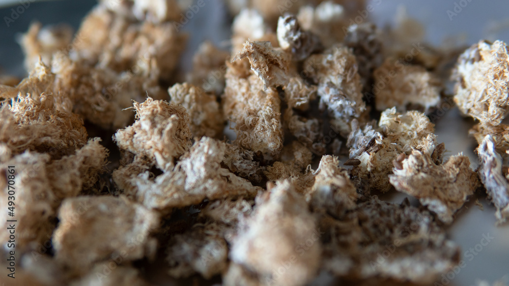 dried fruiting bodies of Hericium erinaceus. dried fruiting bodies of Hericium erinaceus.