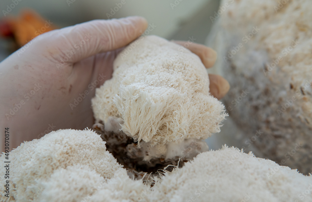 medicinal mushroom nootropic lion's mane. Hericenones and Erinacins. Hericium erinaceus fungi medicinal mushroom nootropic lion's mane. Hericenones and Erinacins. Hericium erinaceus fungi