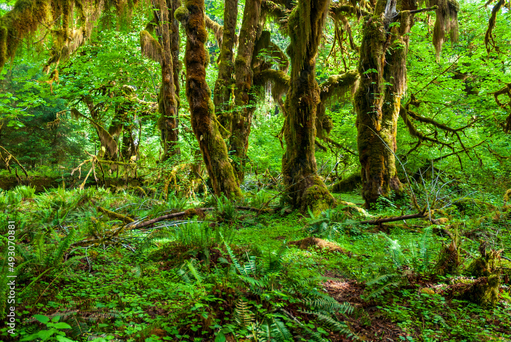 green forest in the morning green forest in the morning